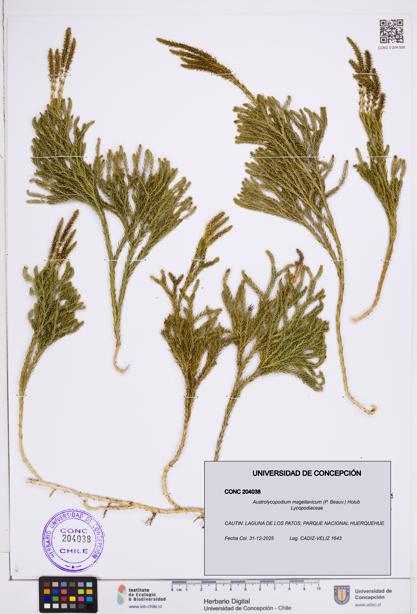 Austrolycopodium magellanicum [Espécimen: ]