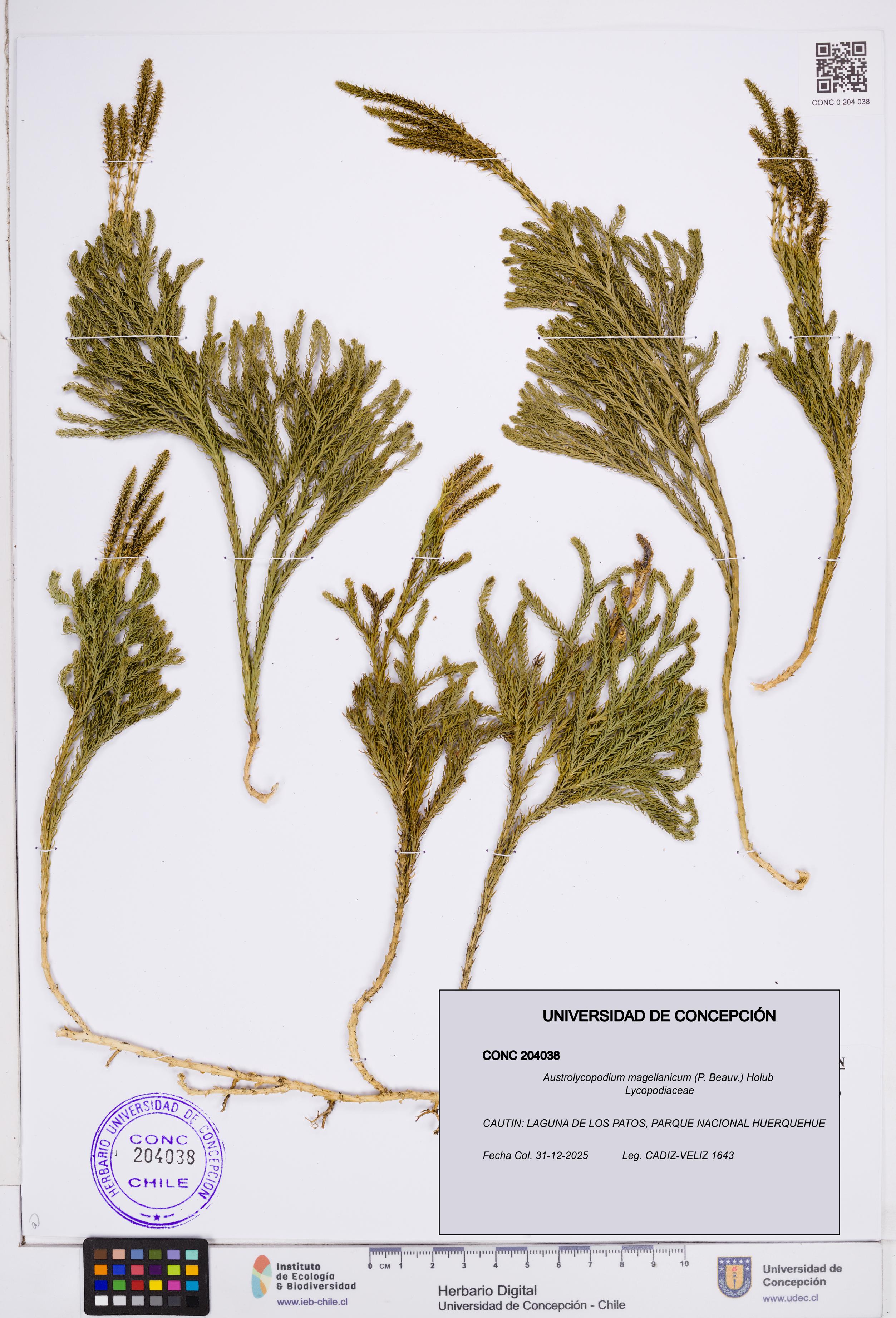 Austrolycopodium magellanicum [Espécimen: ]
