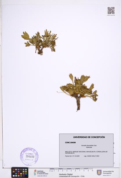 Azorella diversifolia [Espécimen: ]