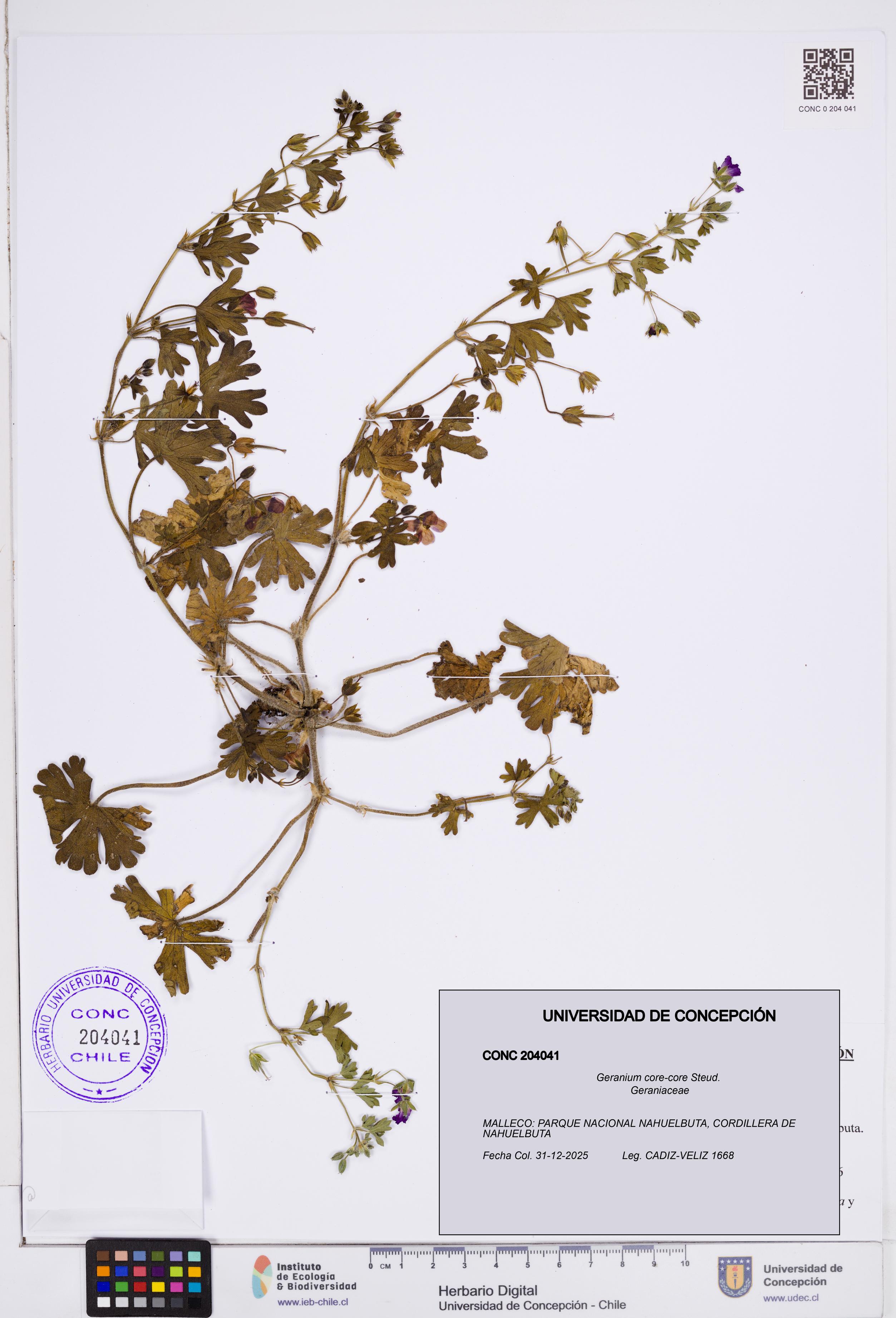 Geranium core-core [Espécimen: ]