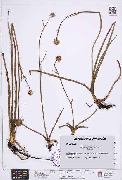 Eryngium pseudojunceum [Espécimen: ]