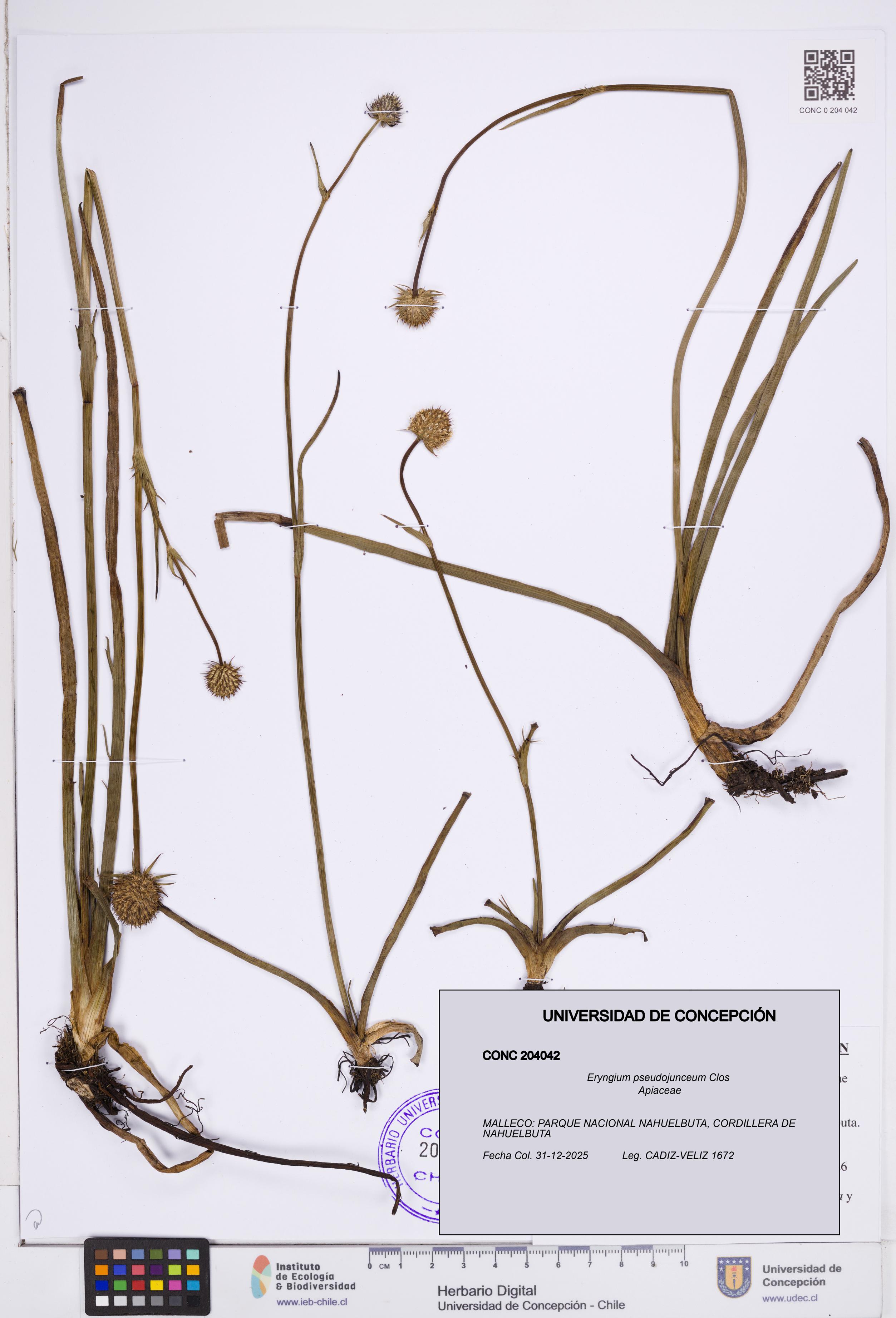 Eryngium pseudojunceum [Espécimen: ]