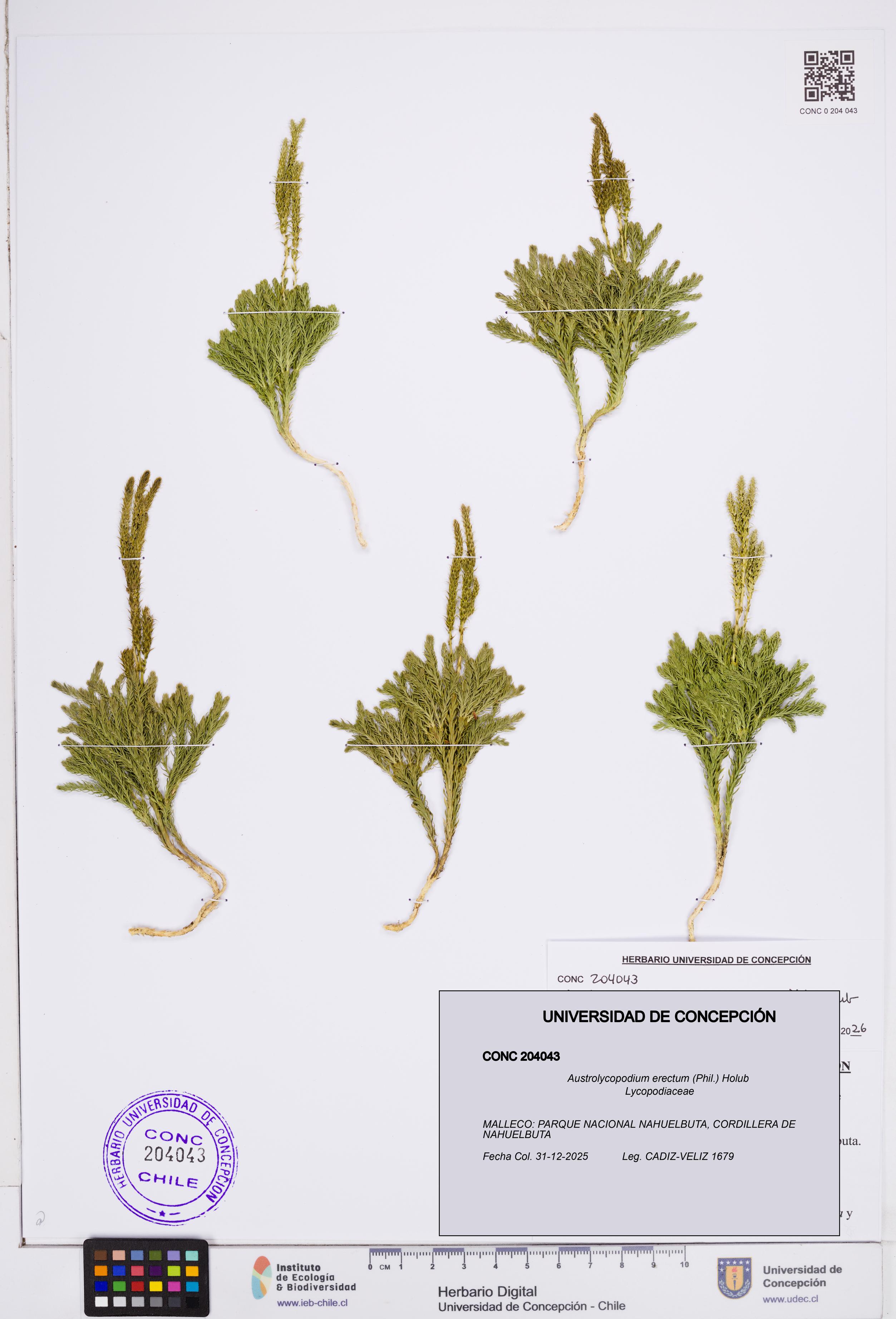 Austrolycopodium erectum [Espécimen: ]