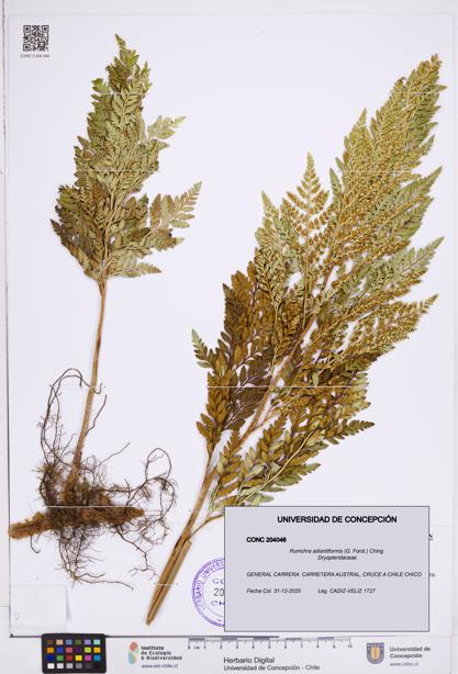 Rumohra adiantiformis [Espécimen: ]
