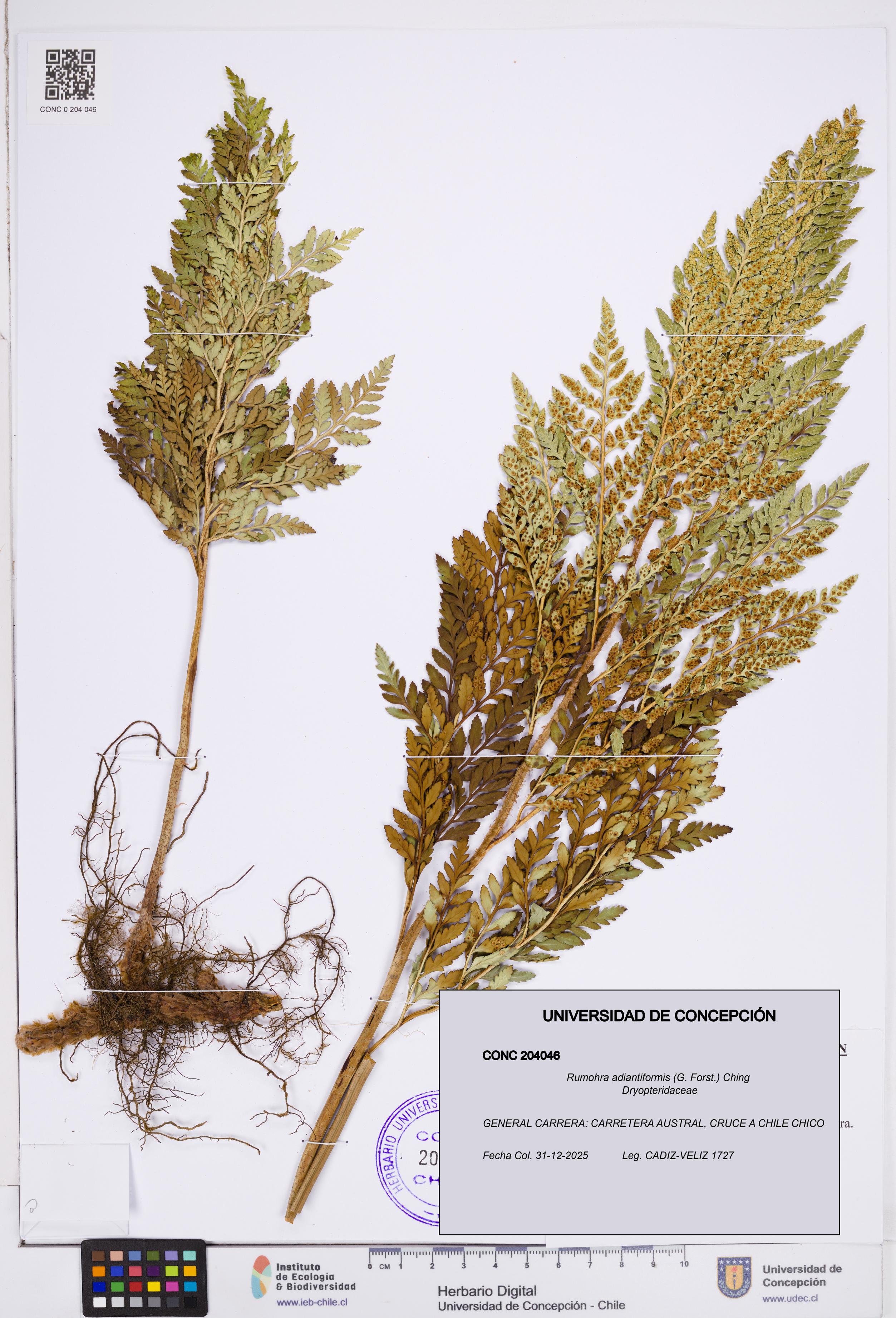 Rumohra adiantiformis [Espécimen: ]