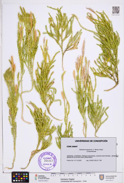 Diphasium gayanum [Espécimen: ]