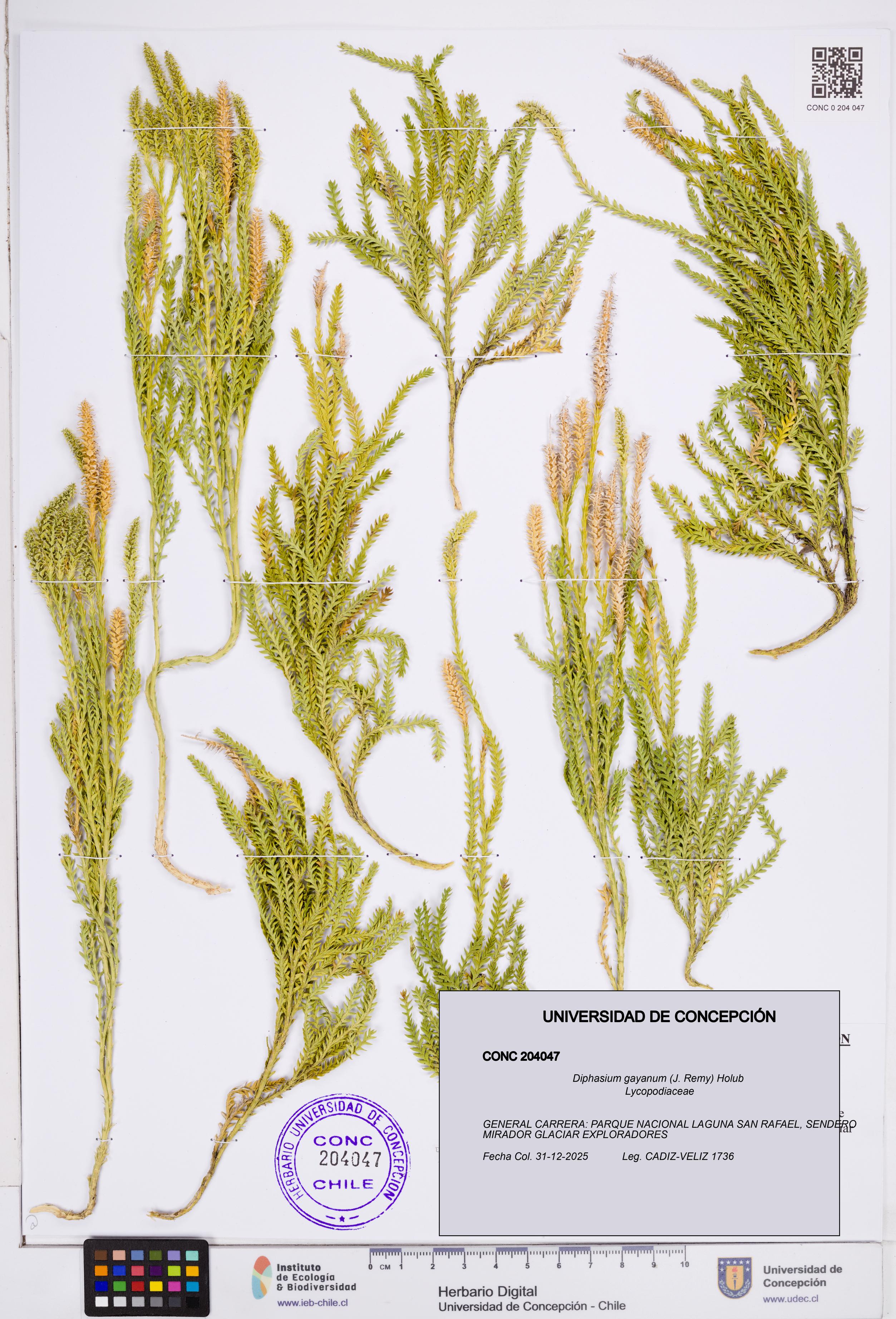 Diphasium gayanum [Espécimen: ]