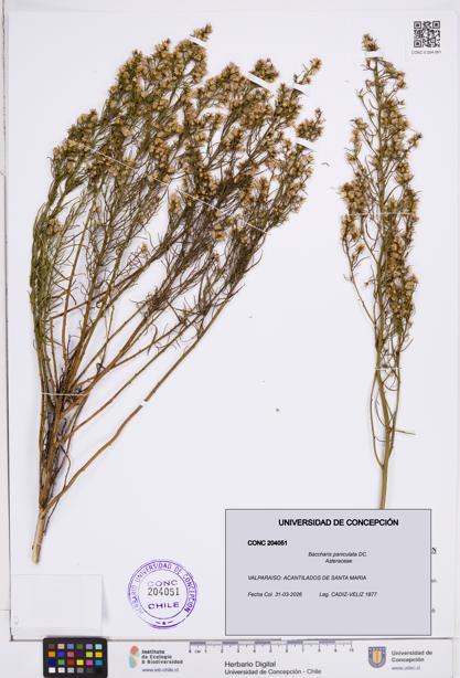 Baccharis paniculata [Espécimen: ]