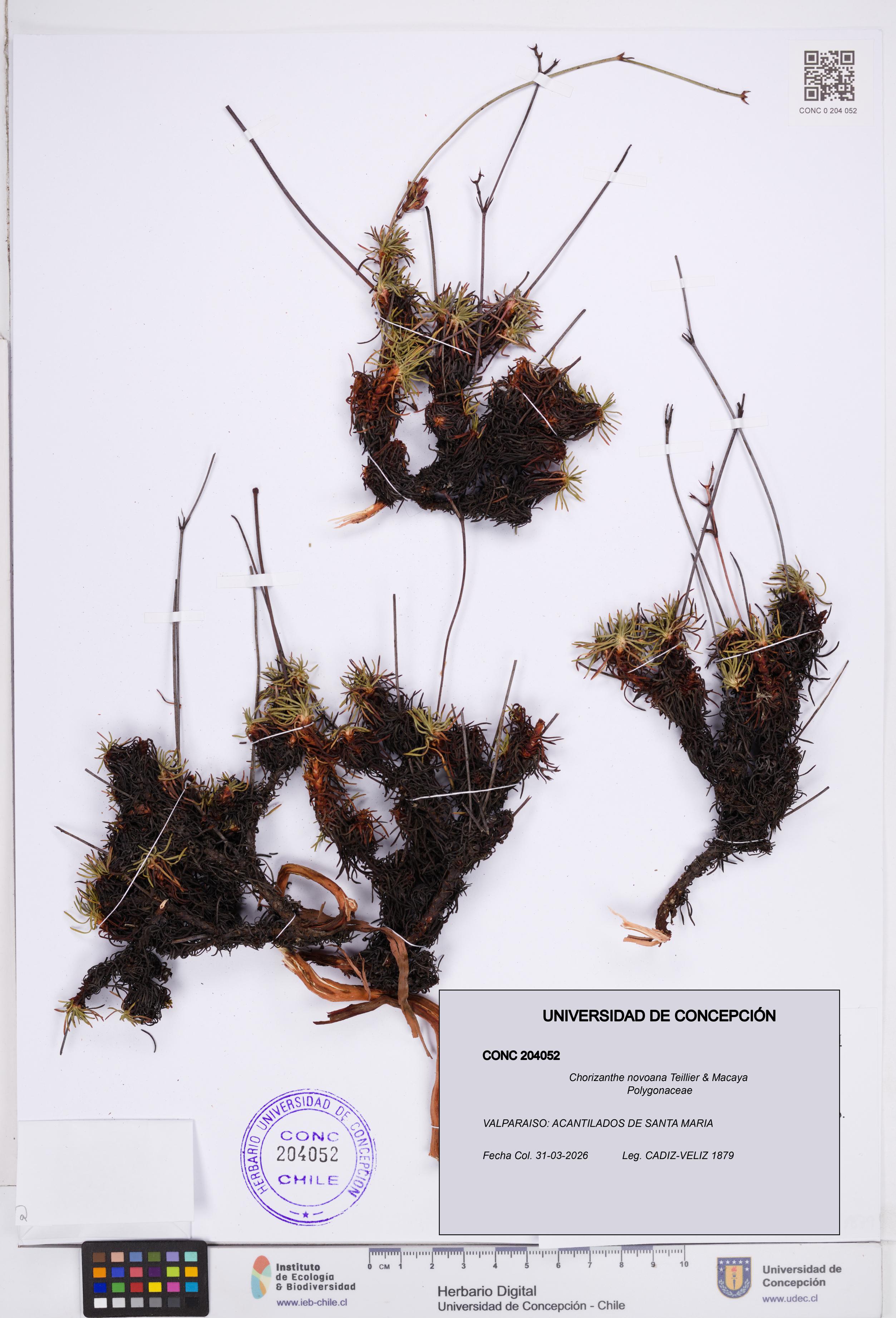 Chorizanthe novoana [Espécimen: ]