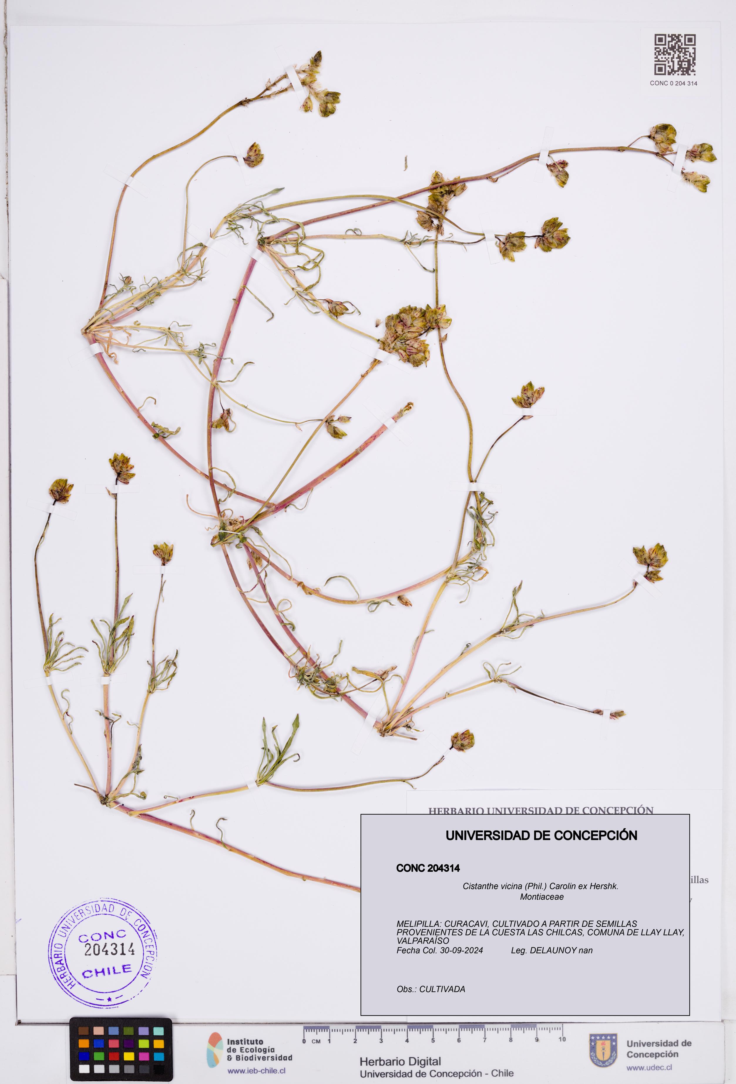 Cistanthe vicina [Espécimen: ]