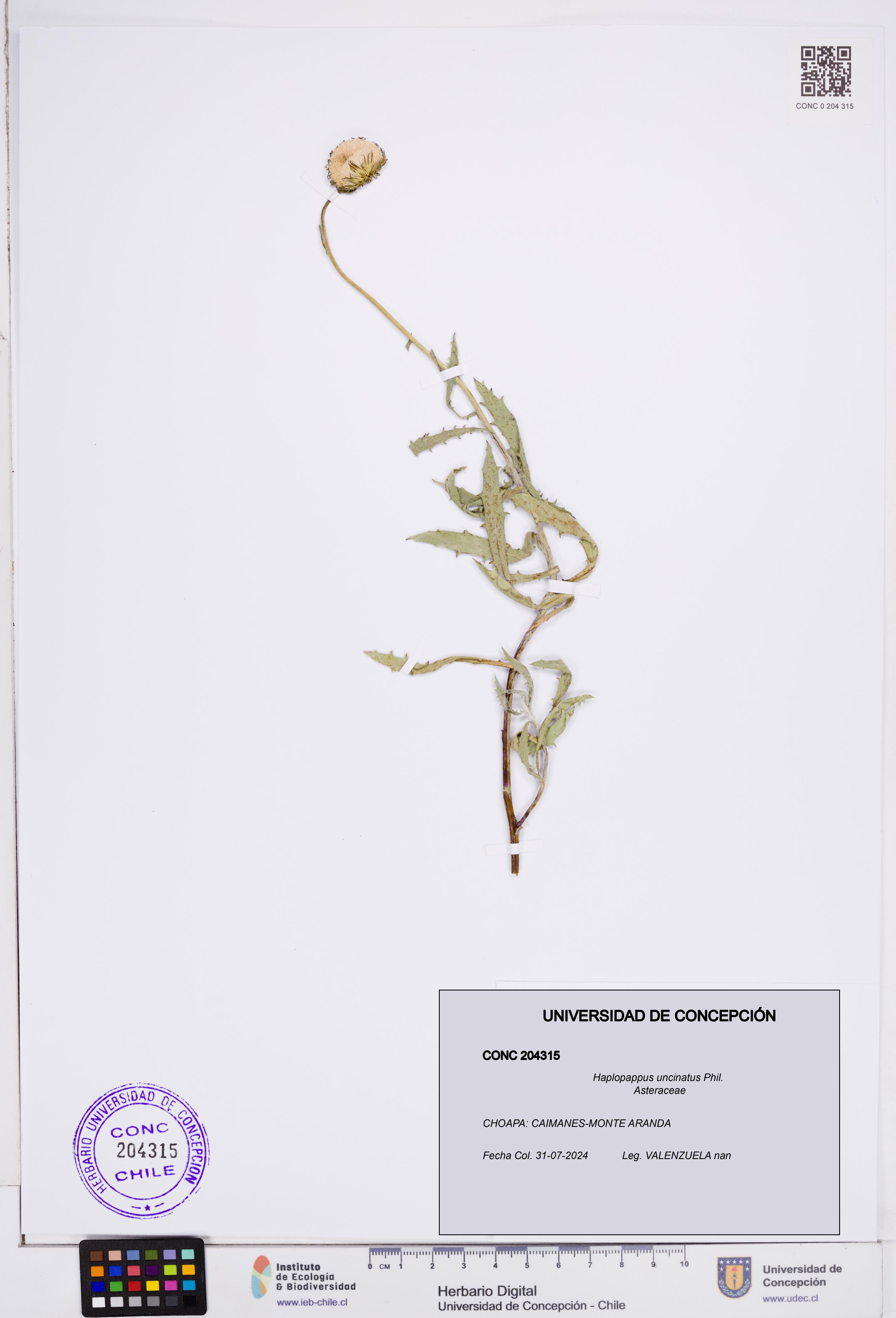 Haplopappus uncinatus [Espécimen: ]