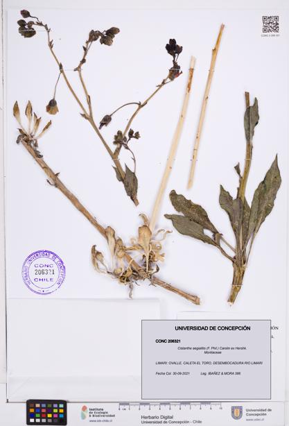 Cistanthe aegialitis [Espécimen: ]