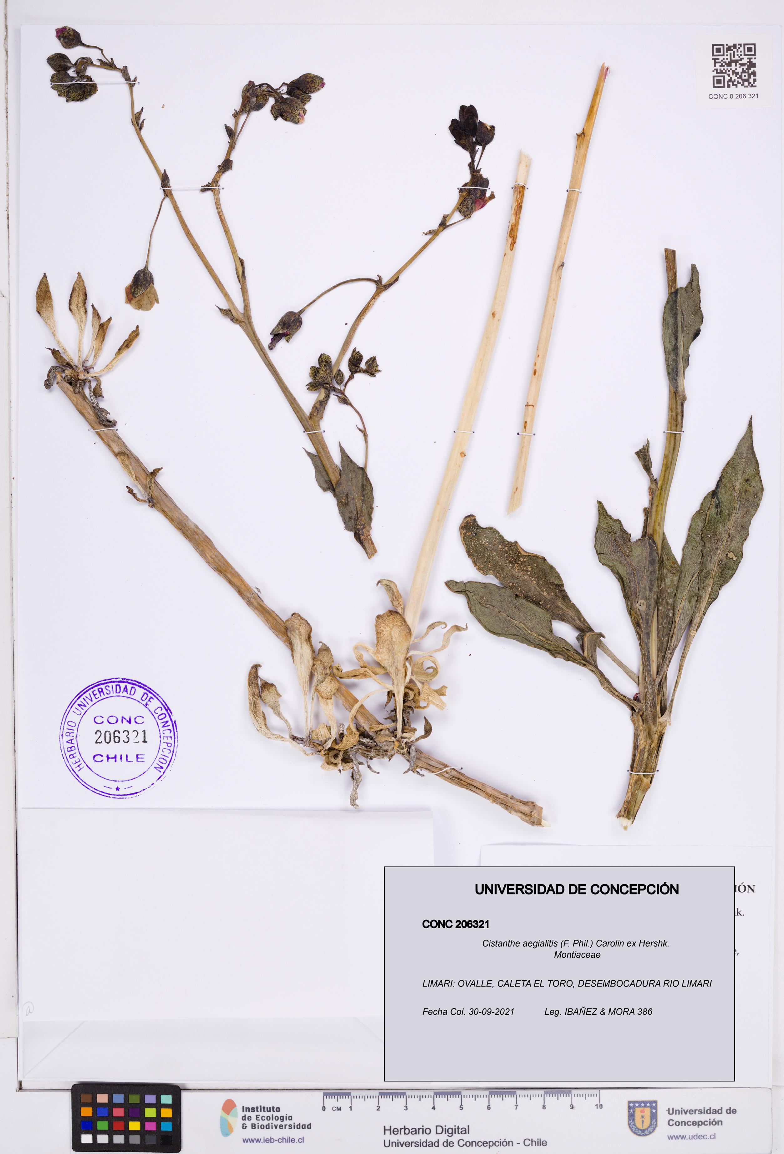 Cistanthe aegialitis [Espécimen: ]