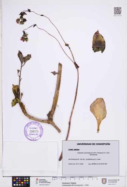 Cistanthe cachinalensis [Espécimen: ]