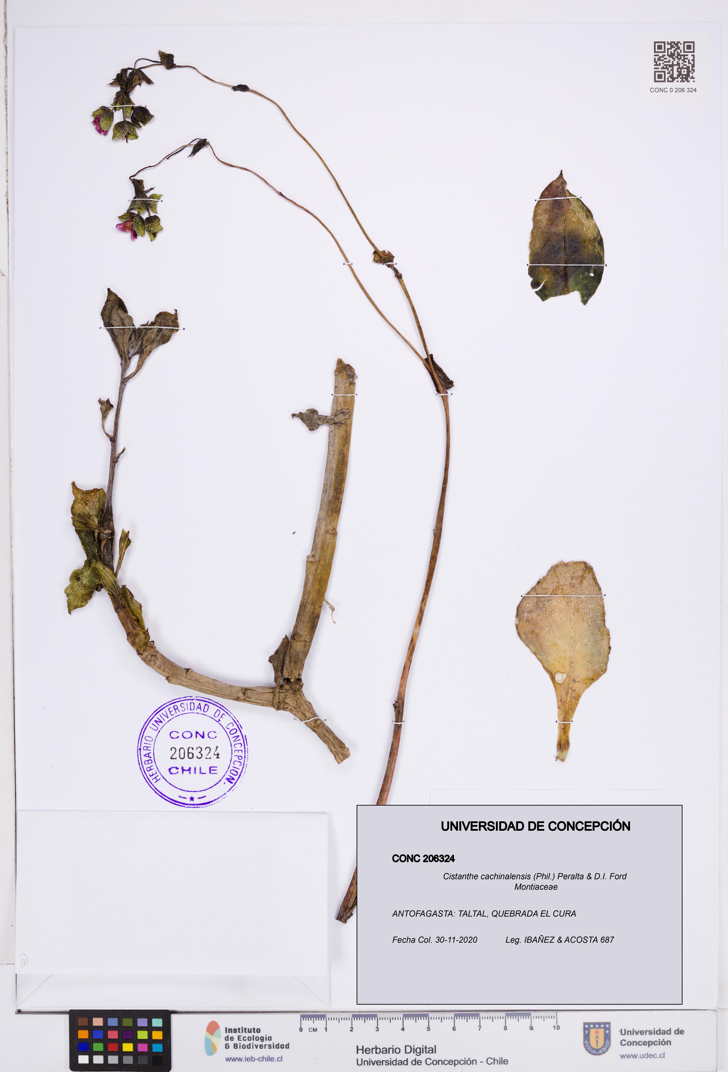 Cistanthe cachinalensis [Espécimen: ]