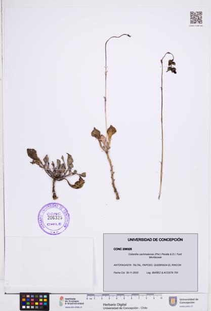 Cistanthe cachinalensis [Espécimen: ]