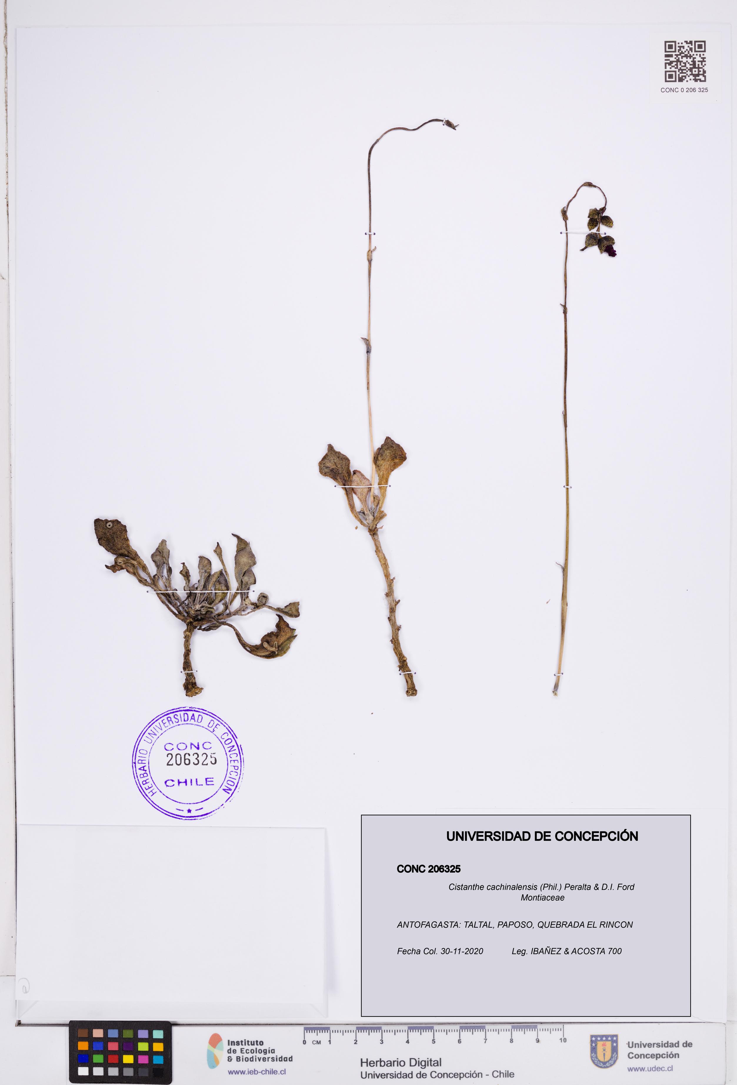 Cistanthe cachinalensis [Espécimen: ]