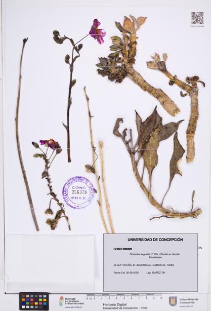 Cistanthe aegialitis [Espécimen: ]