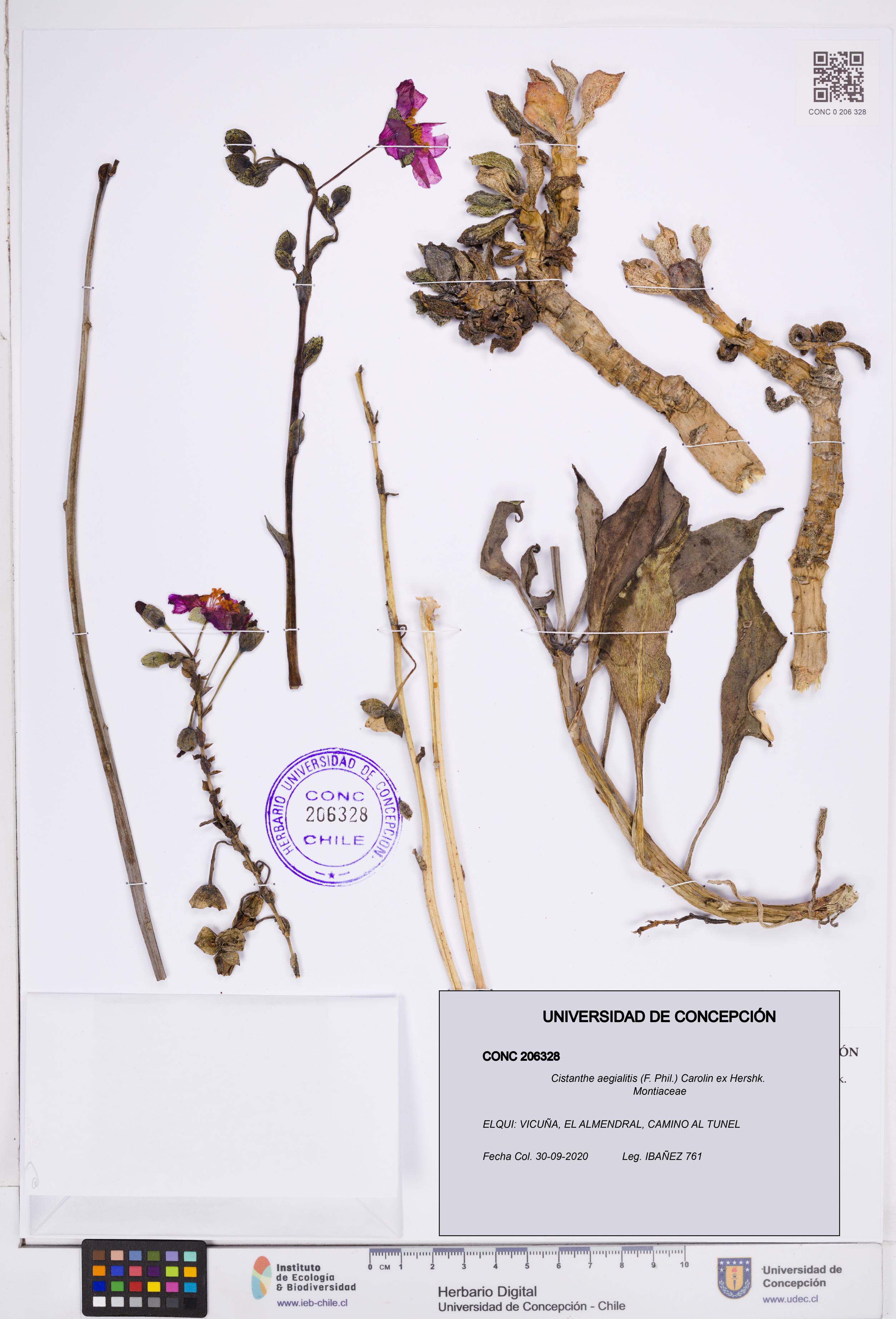Cistanthe aegialitis [Espécimen: ]