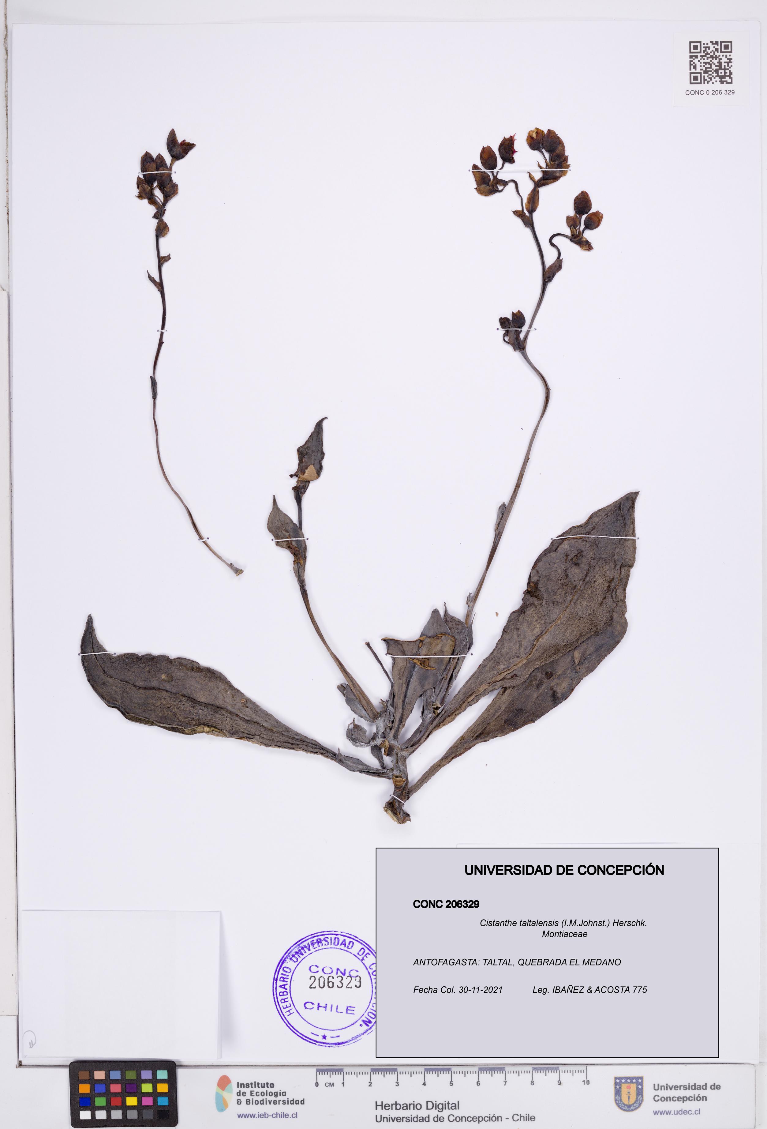 Cistanthe taltalensis [Espécimen: ]