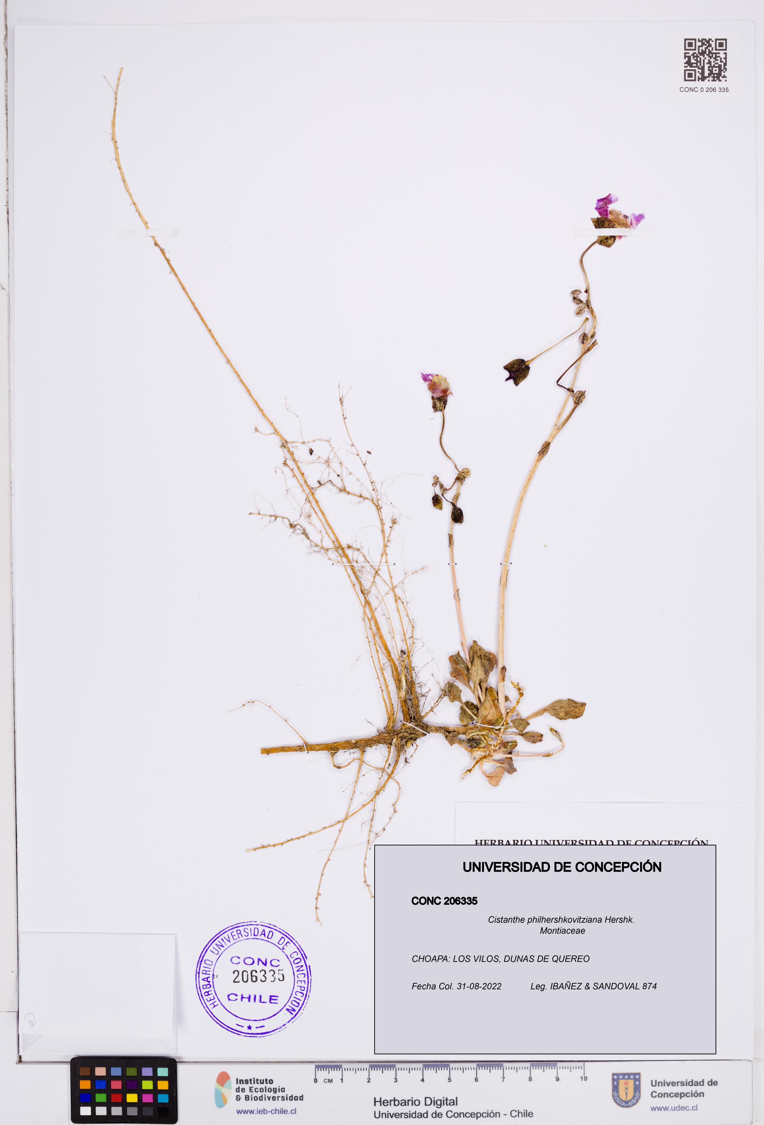 Cistanthe philhershkovitziana [Espécimen: ]
