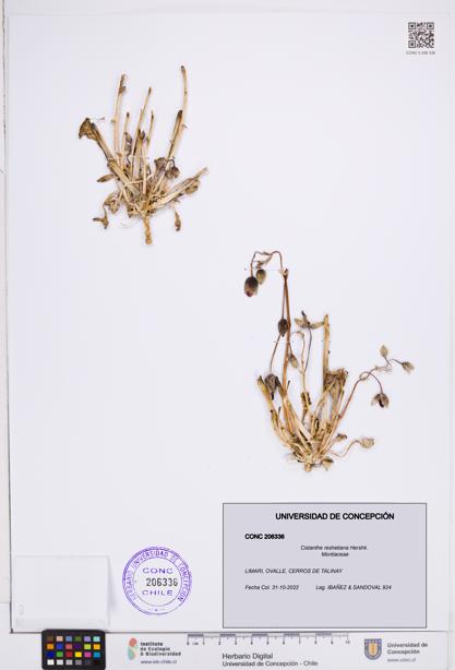 Cistanthe reshetiana [Espécimen: ]