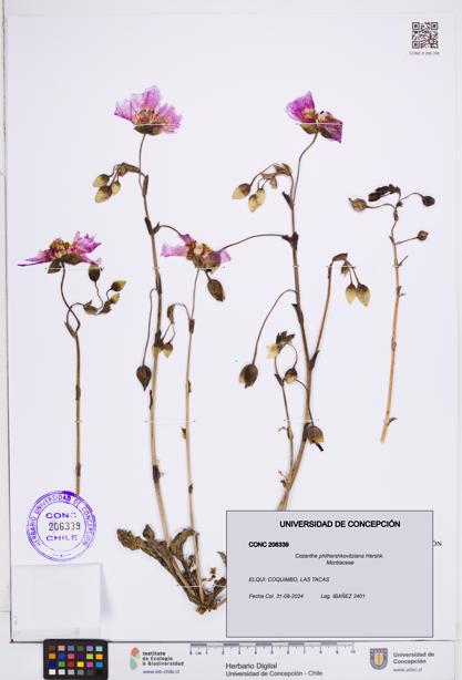 Cistanthe philhershkovitziana [Espécimen: ]