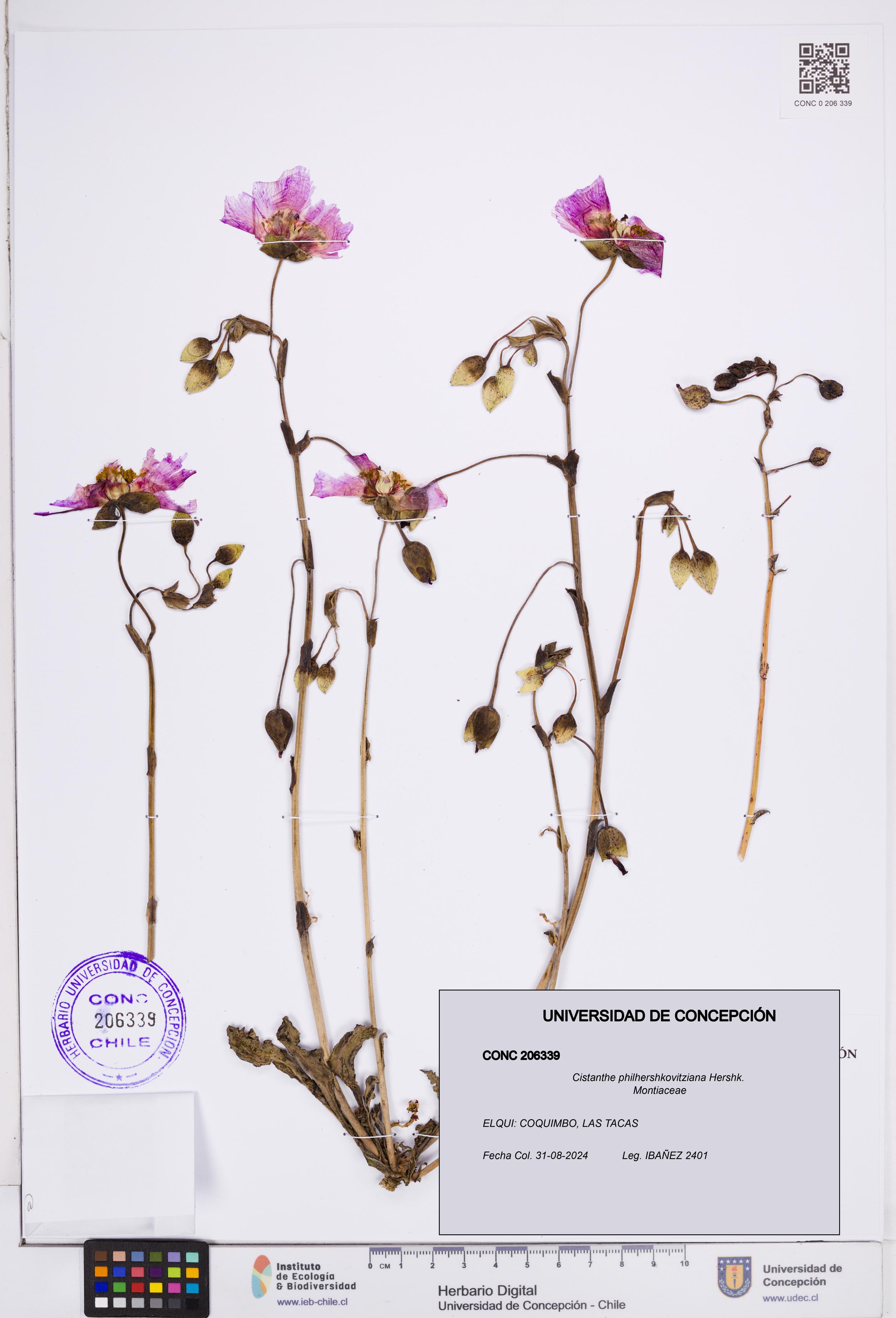 Cistanthe philhershkovitziana [Espécimen: ]