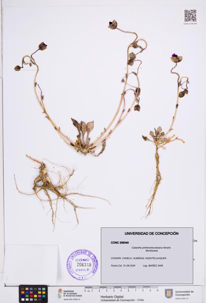 Cistanthe philhershkovitziana [Espécimen: ]