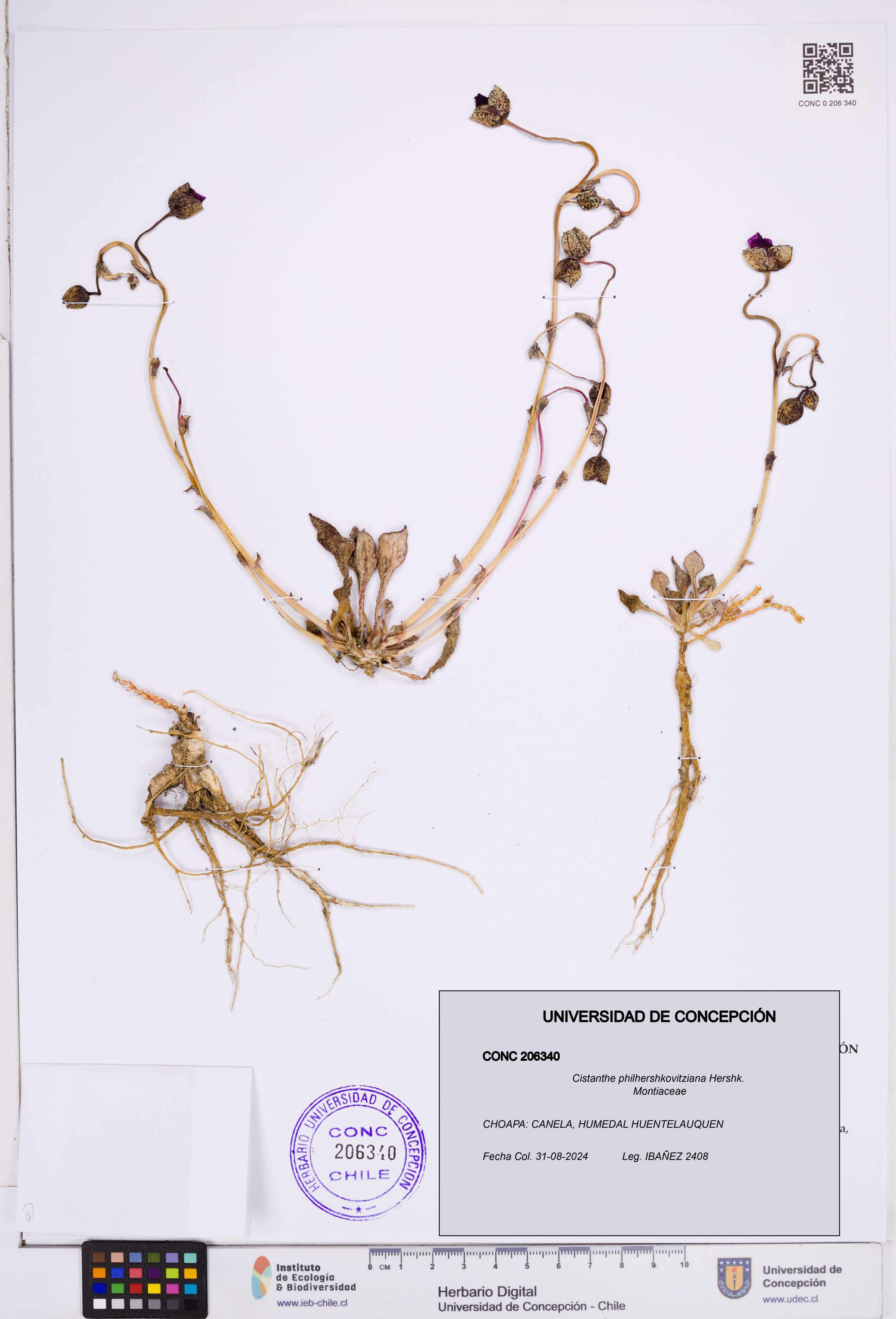 Cistanthe philhershkovitziana [Espécimen: ]