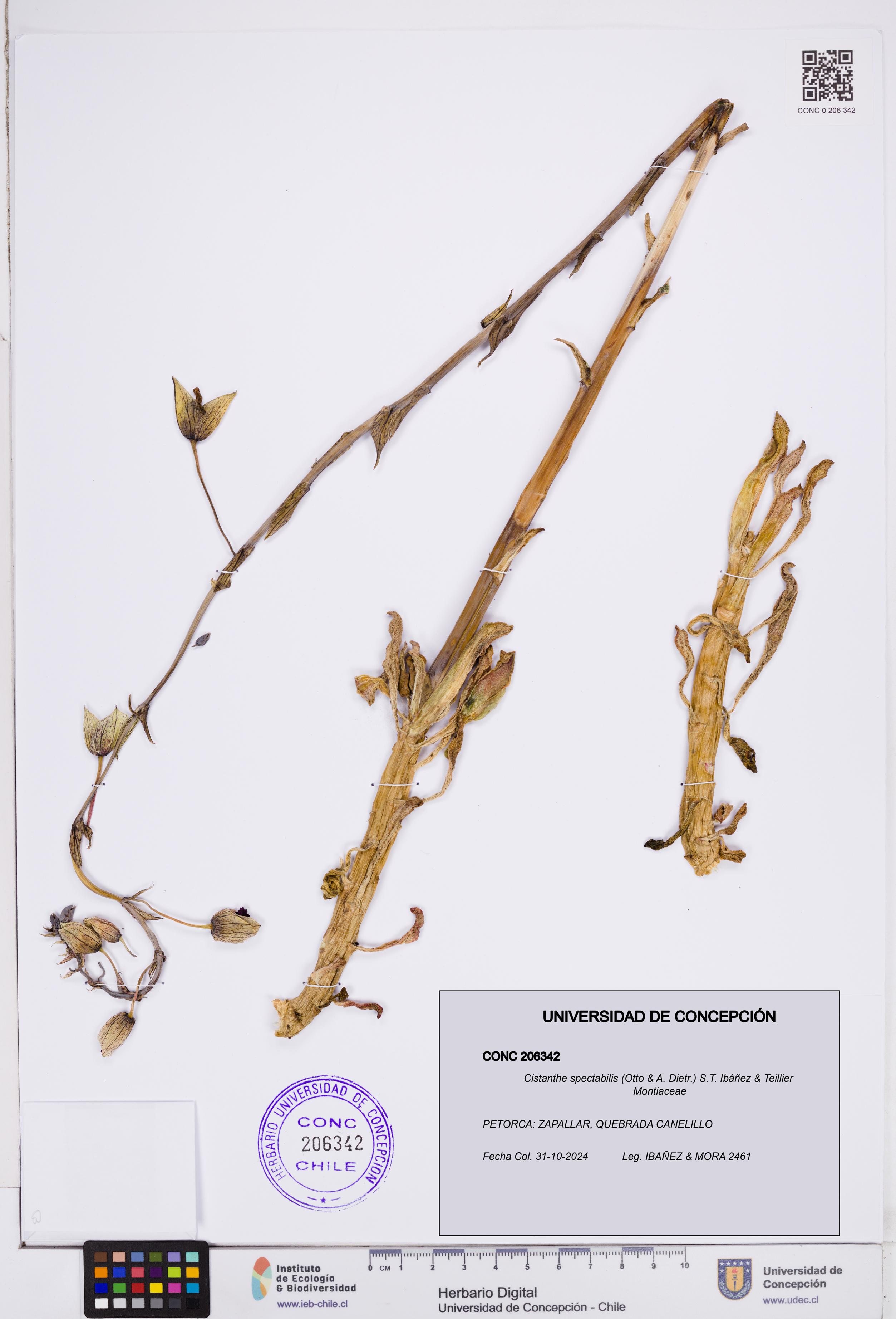 Cistanthe spectabilis [Espécimen: ]