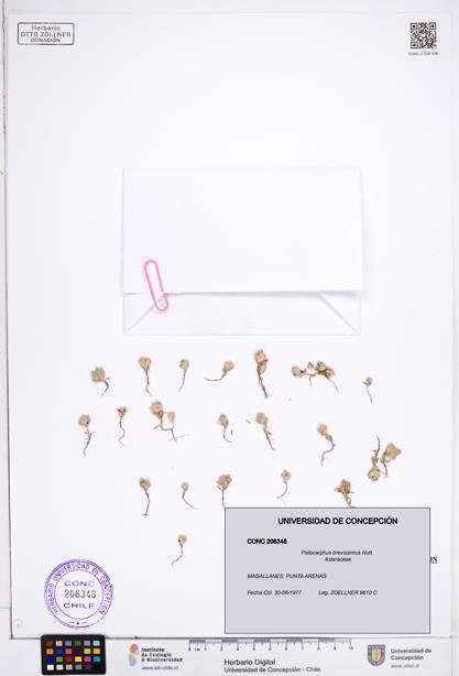 Psilocarphus brevissimus [Espécimen: ]