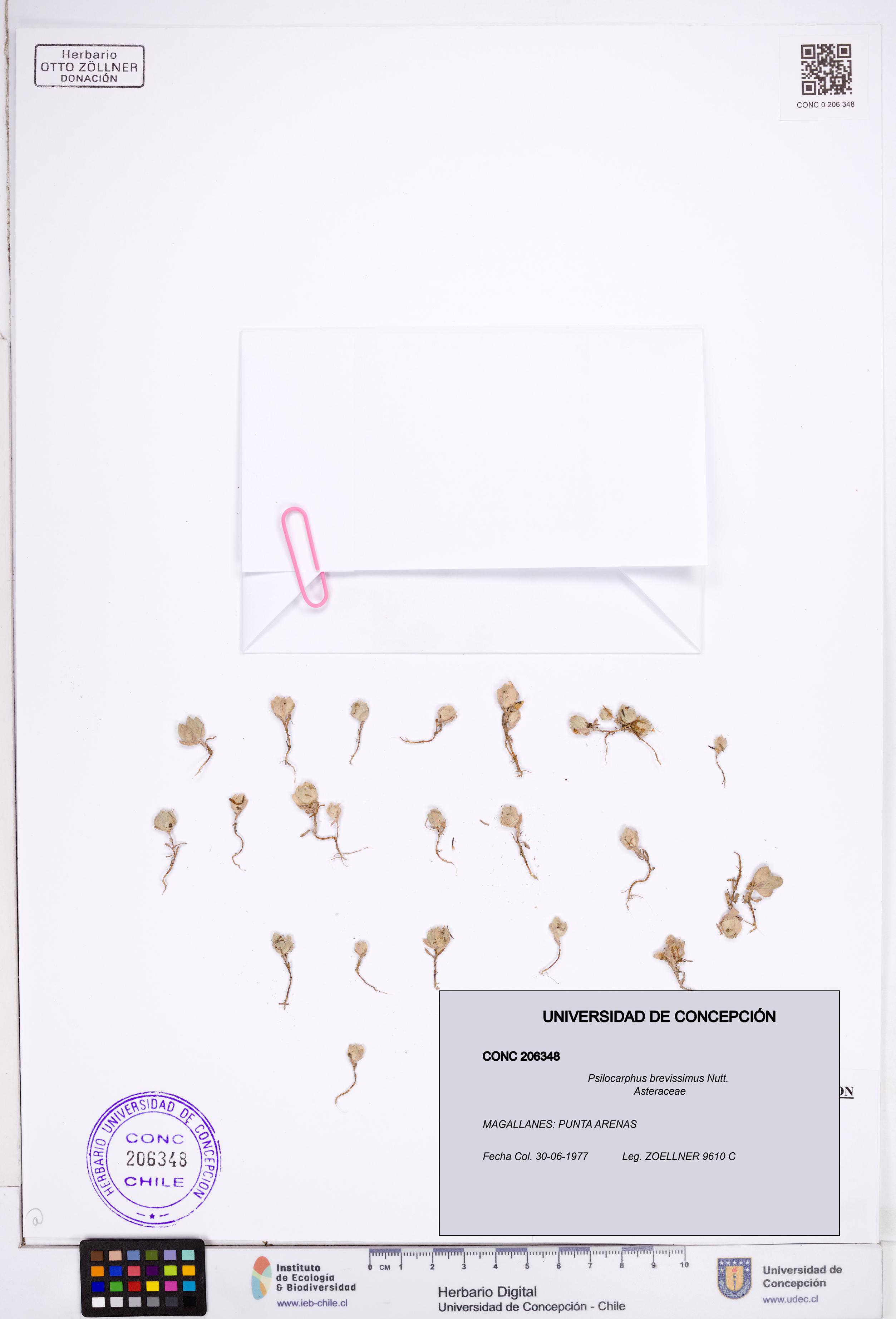 Psilocarphus brevissimus [Espécimen: ]