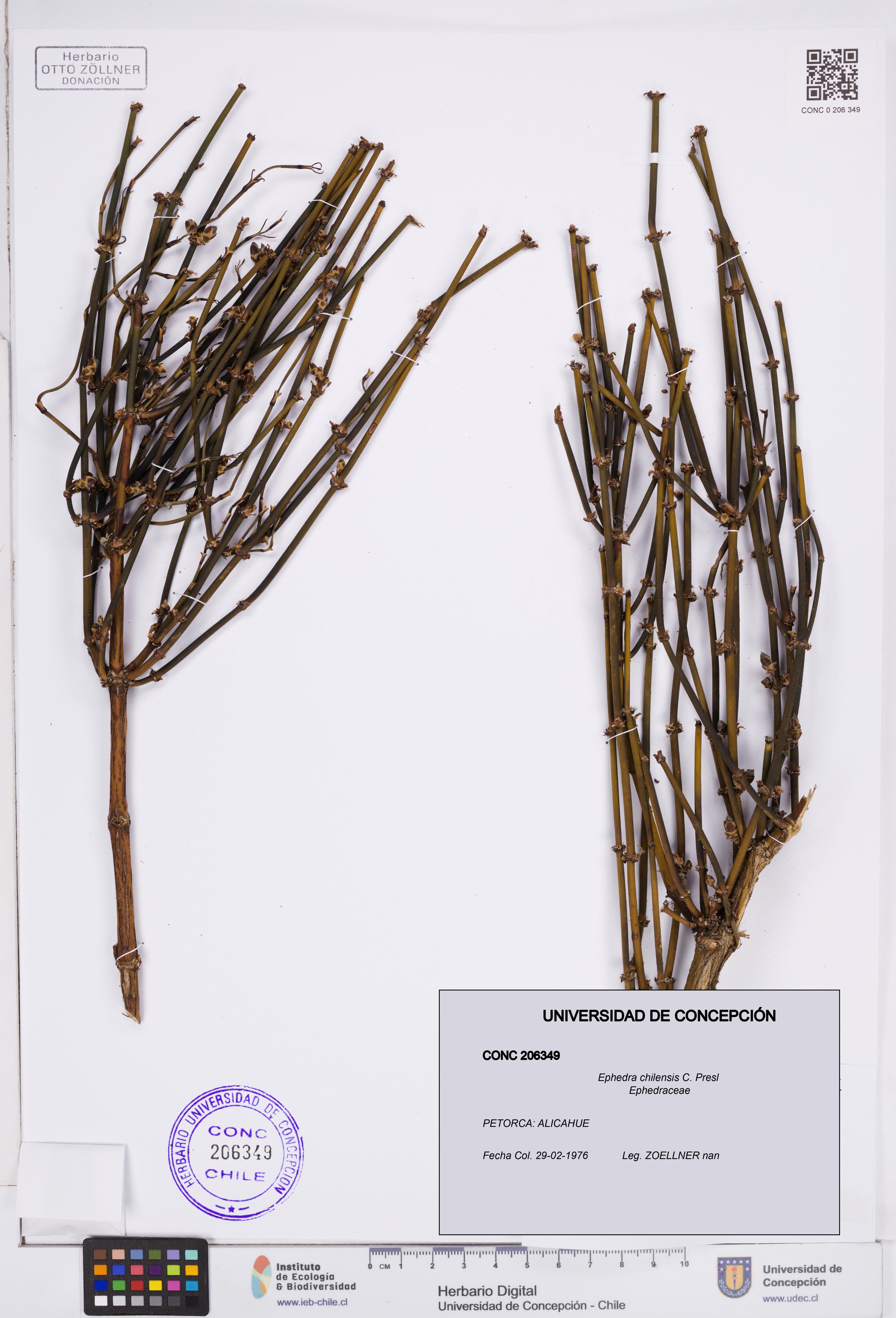 Ephedra chilensis [Espécimen: ]