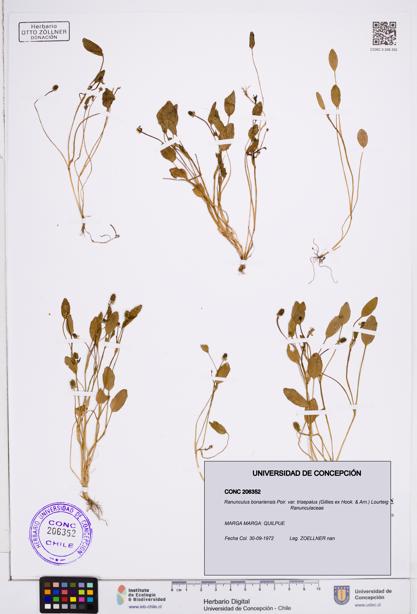 Ranunculus bonariensis var. trisepalus [Espécimen: ]