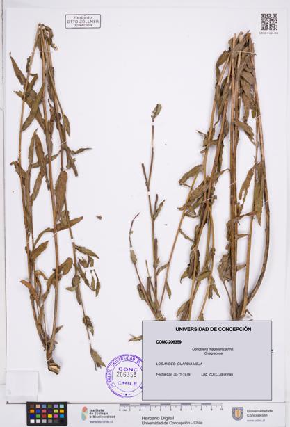 Oenothera magellanica [Espécimen: ]