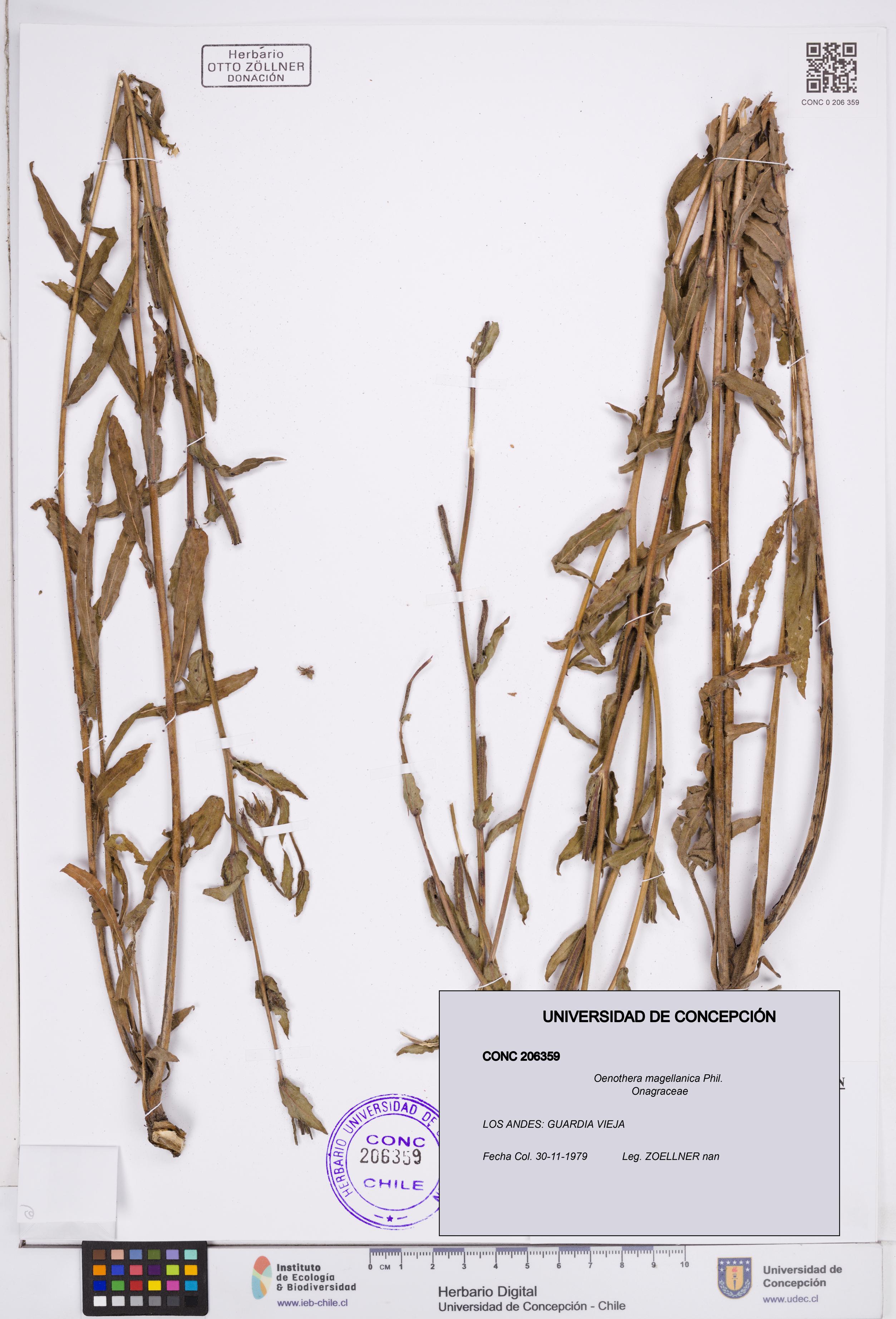 Oenothera magellanica [Espécimen: ]