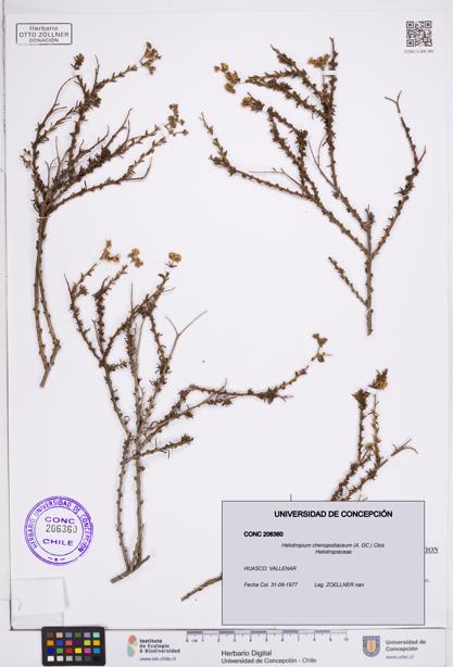 Heliotropium chenopodiaceum [Espécimen: ]