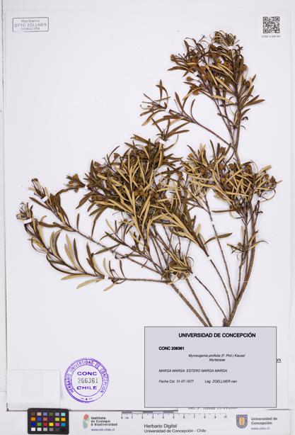 Myrceugenia pinifolia [Espécimen: ]
