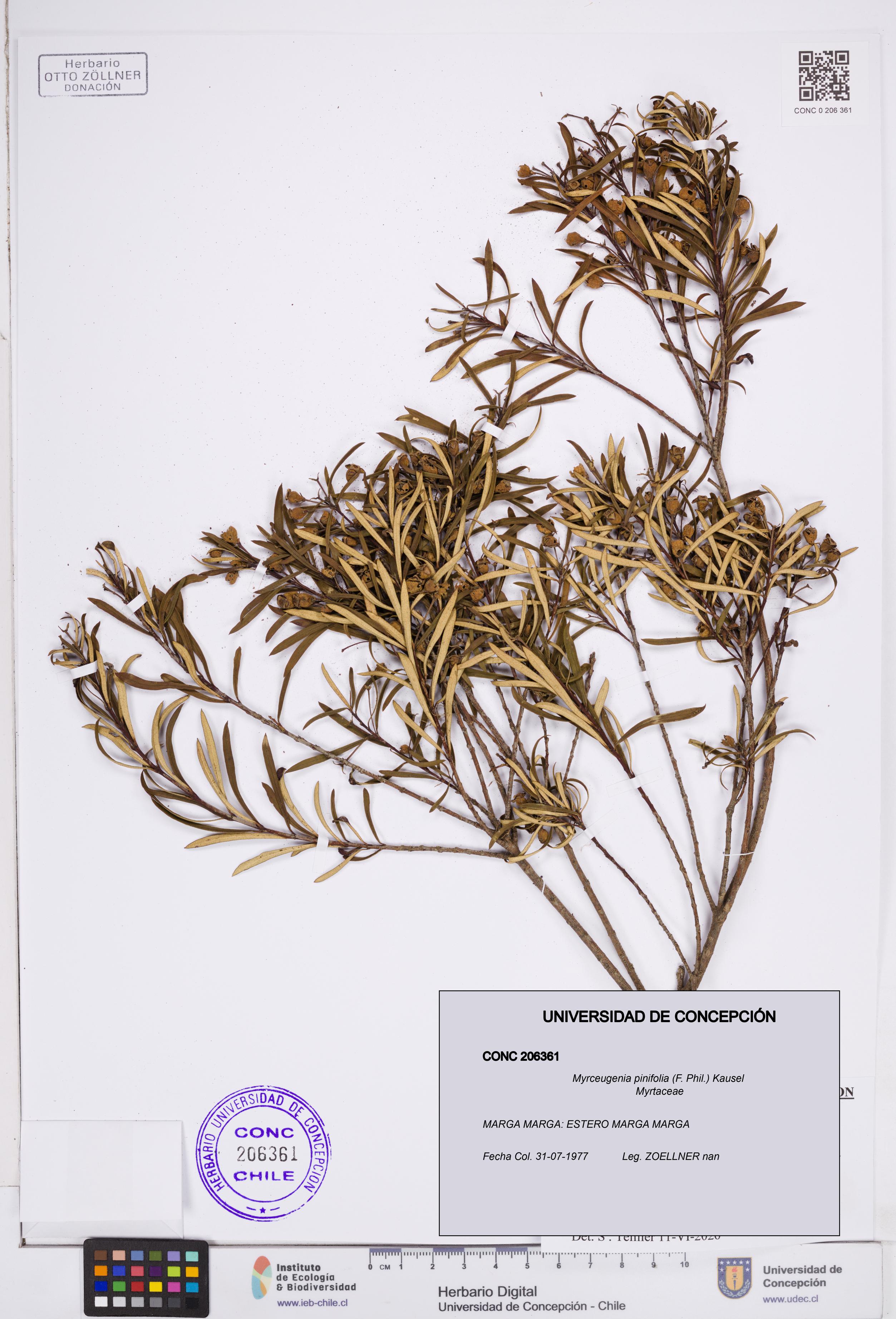 Myrceugenia pinifolia [Espécimen: ]