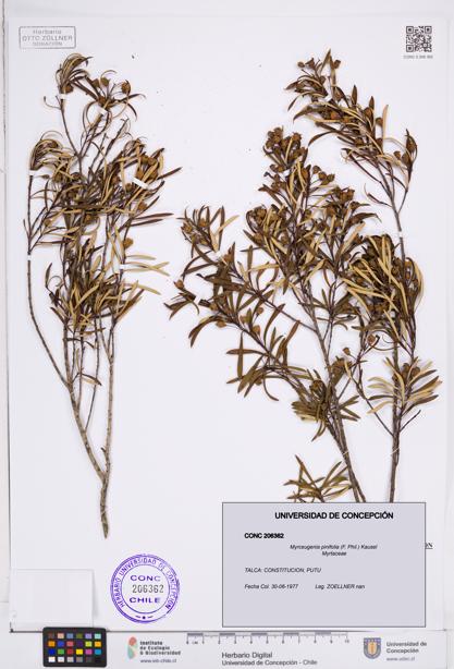 Myrceugenia pinifolia [Espécimen: ]