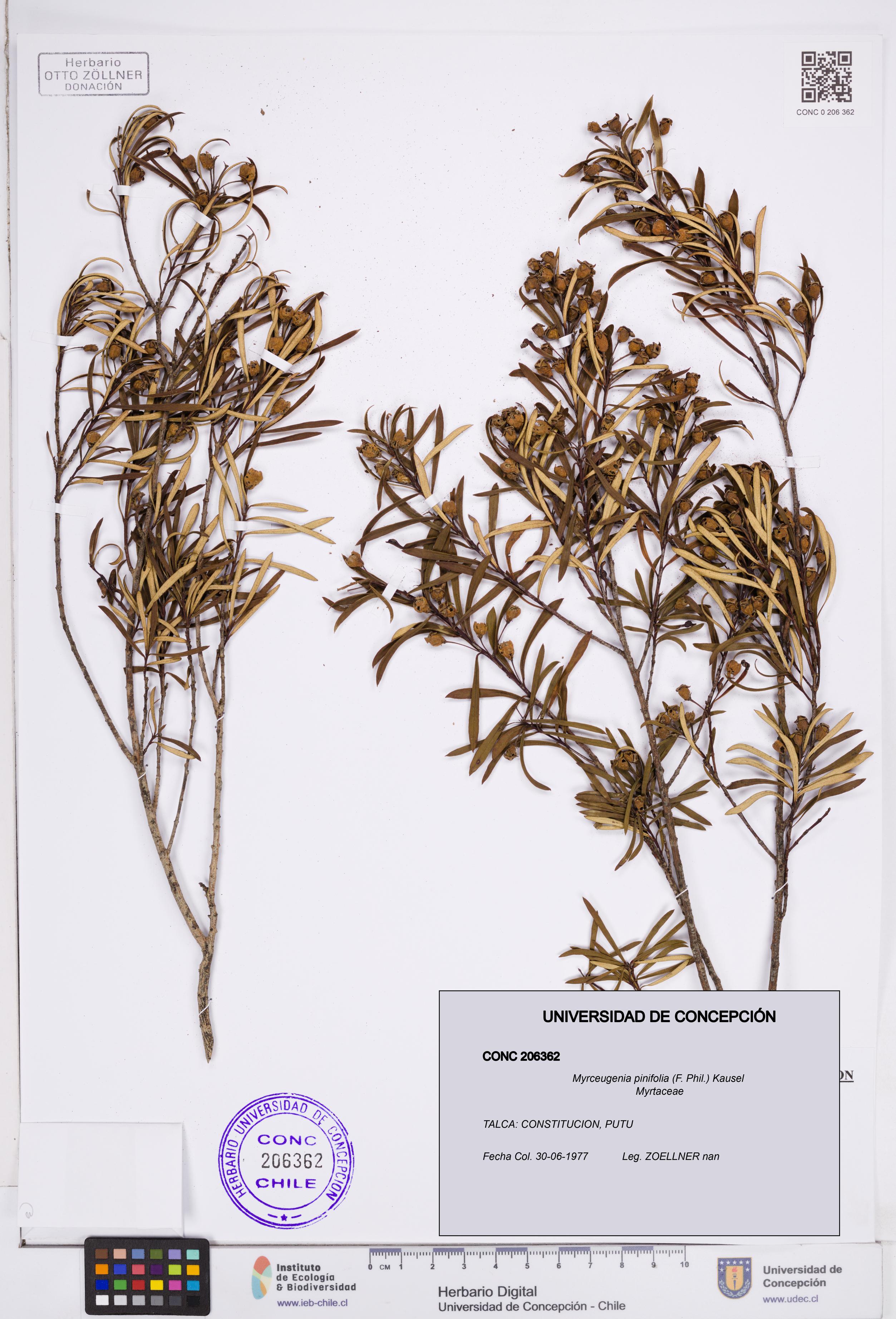 Myrceugenia pinifolia [Espécimen: ]