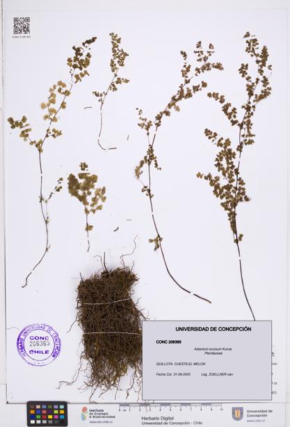 Adiantum excisum [Espécimen: ]