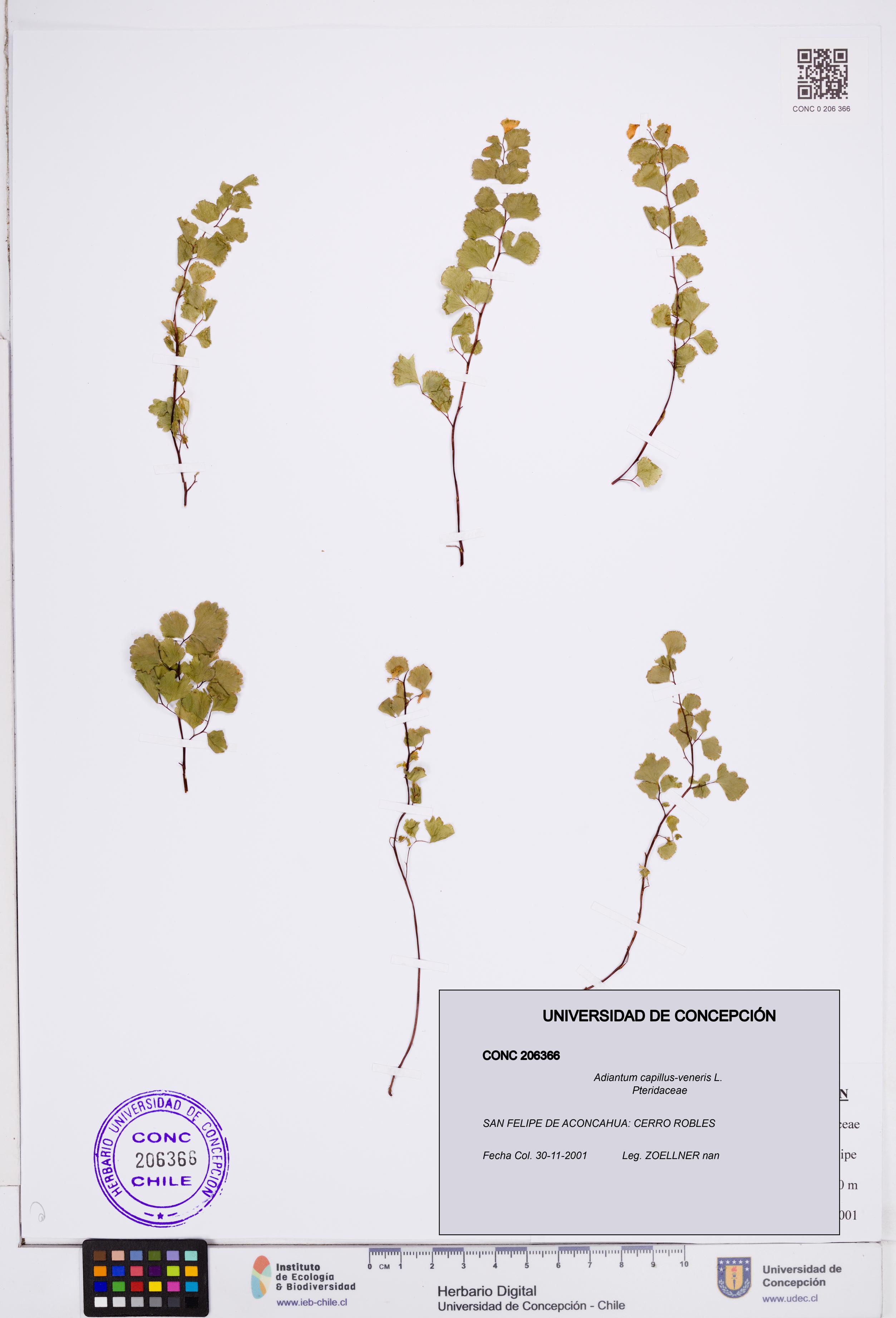 Adiantum capillus-veneris [Espécimen: ]