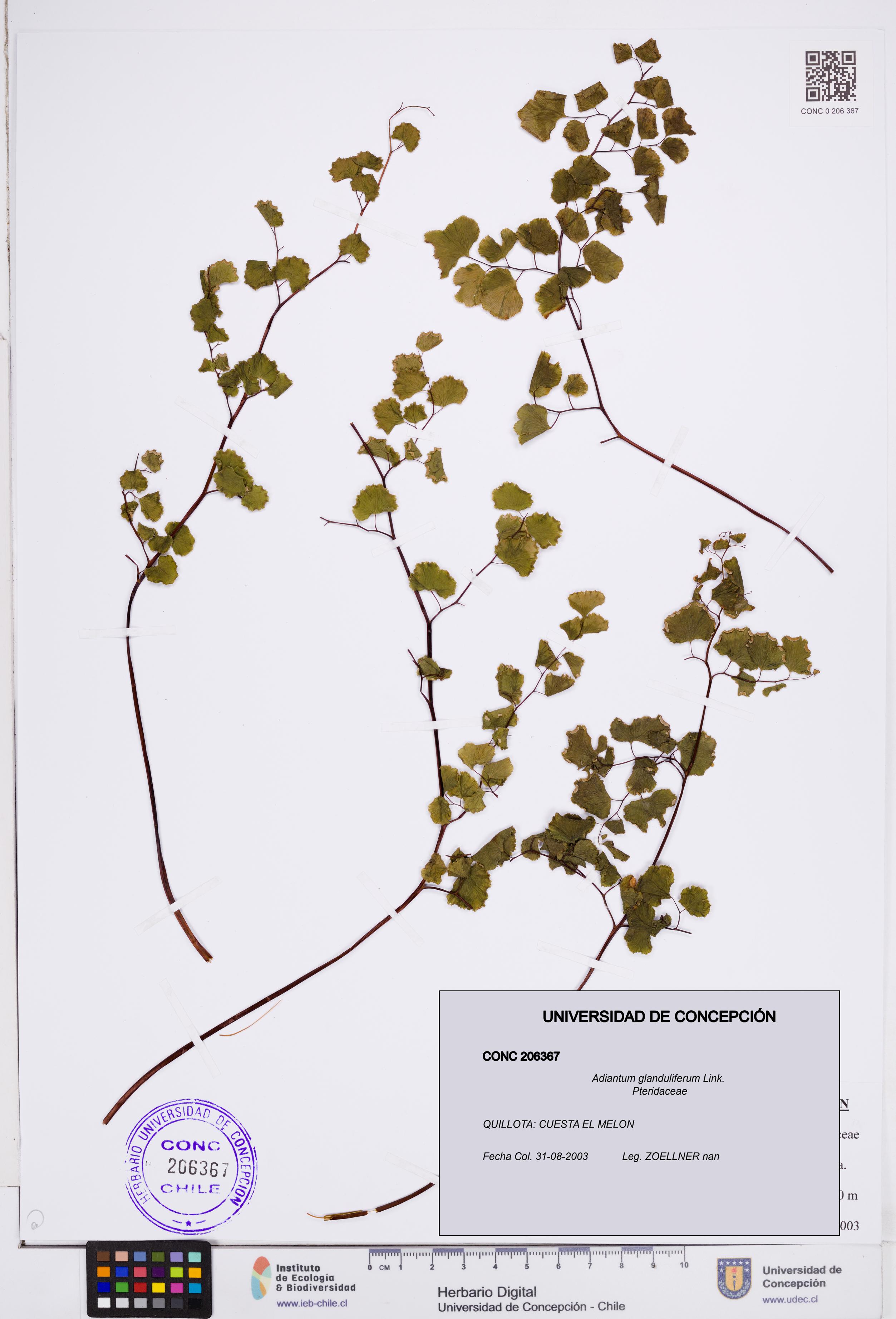 Adiantum glanduliferum [Espécimen: ]