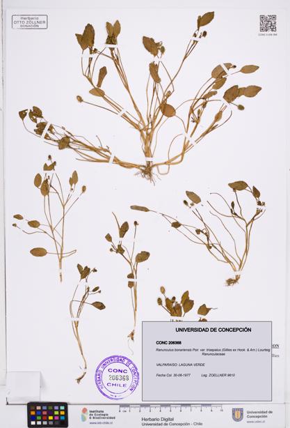 Ranunculus bonariensis var. trisepalus [Espécimen: ]