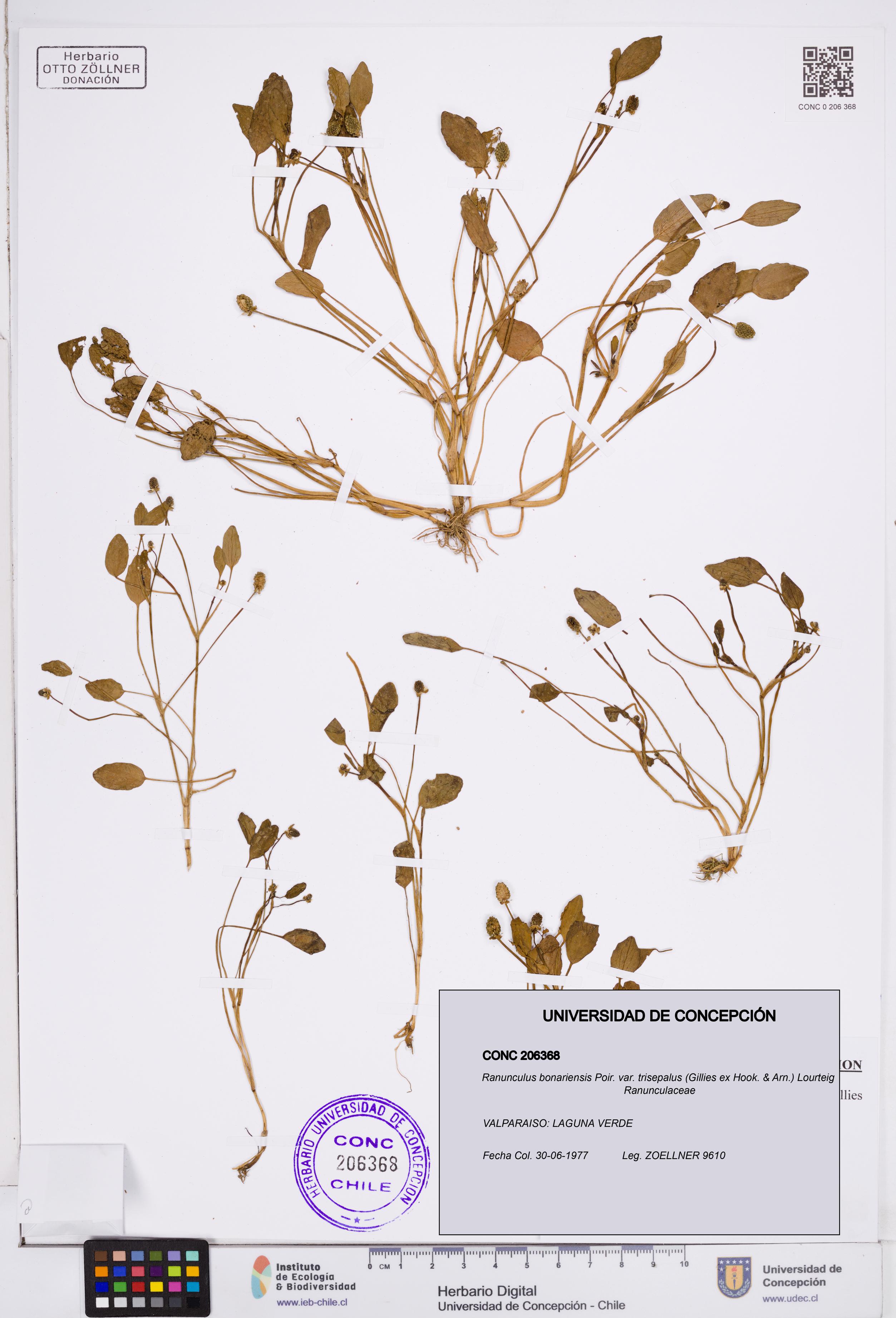 Ranunculus bonariensis var. trisepalus [Espécimen: ]