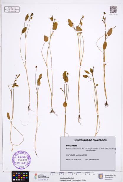 Ranunculus bonariensis var. trisepalus [Espécimen: ]