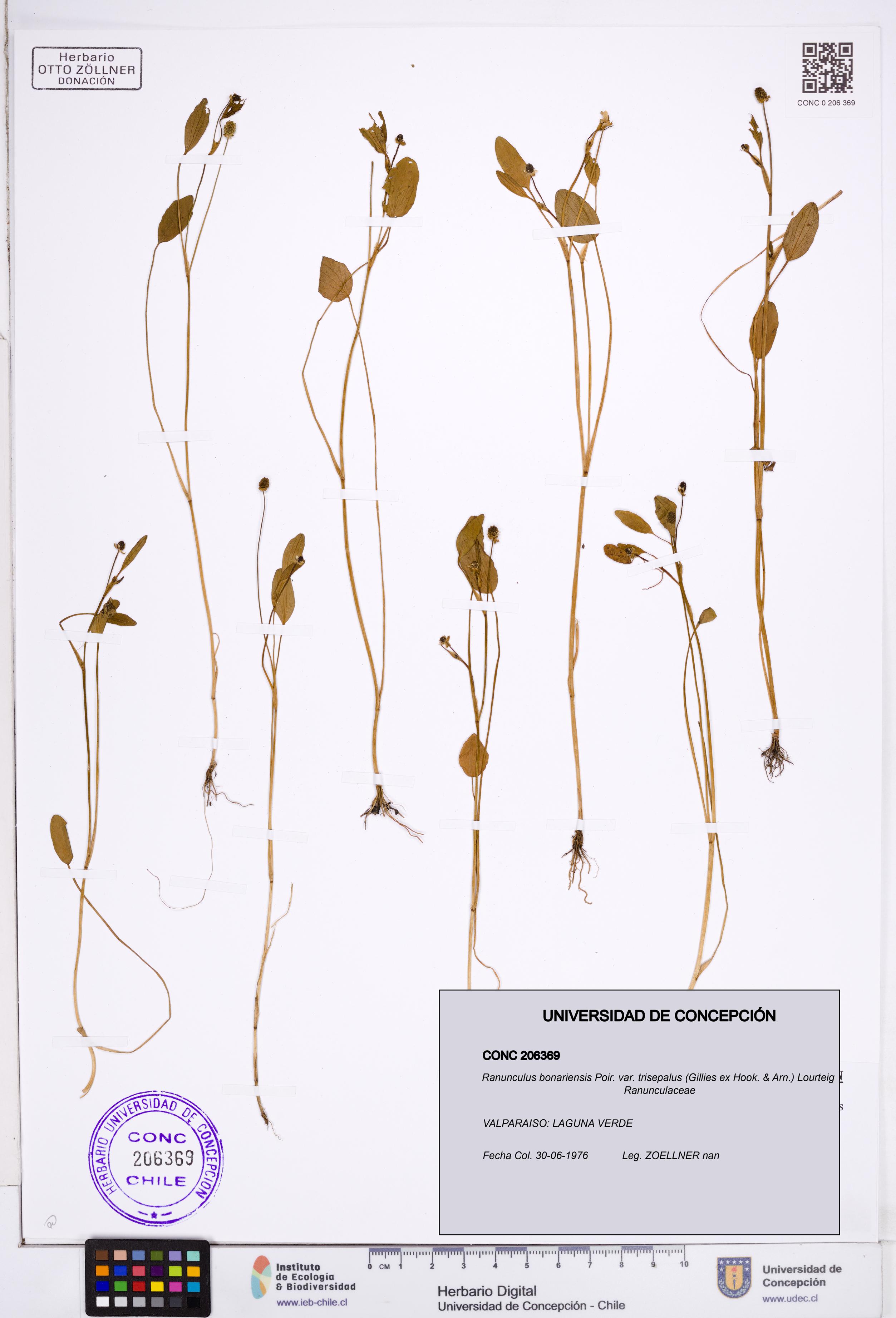 Ranunculus bonariensis var. trisepalus [Espécimen: ]
