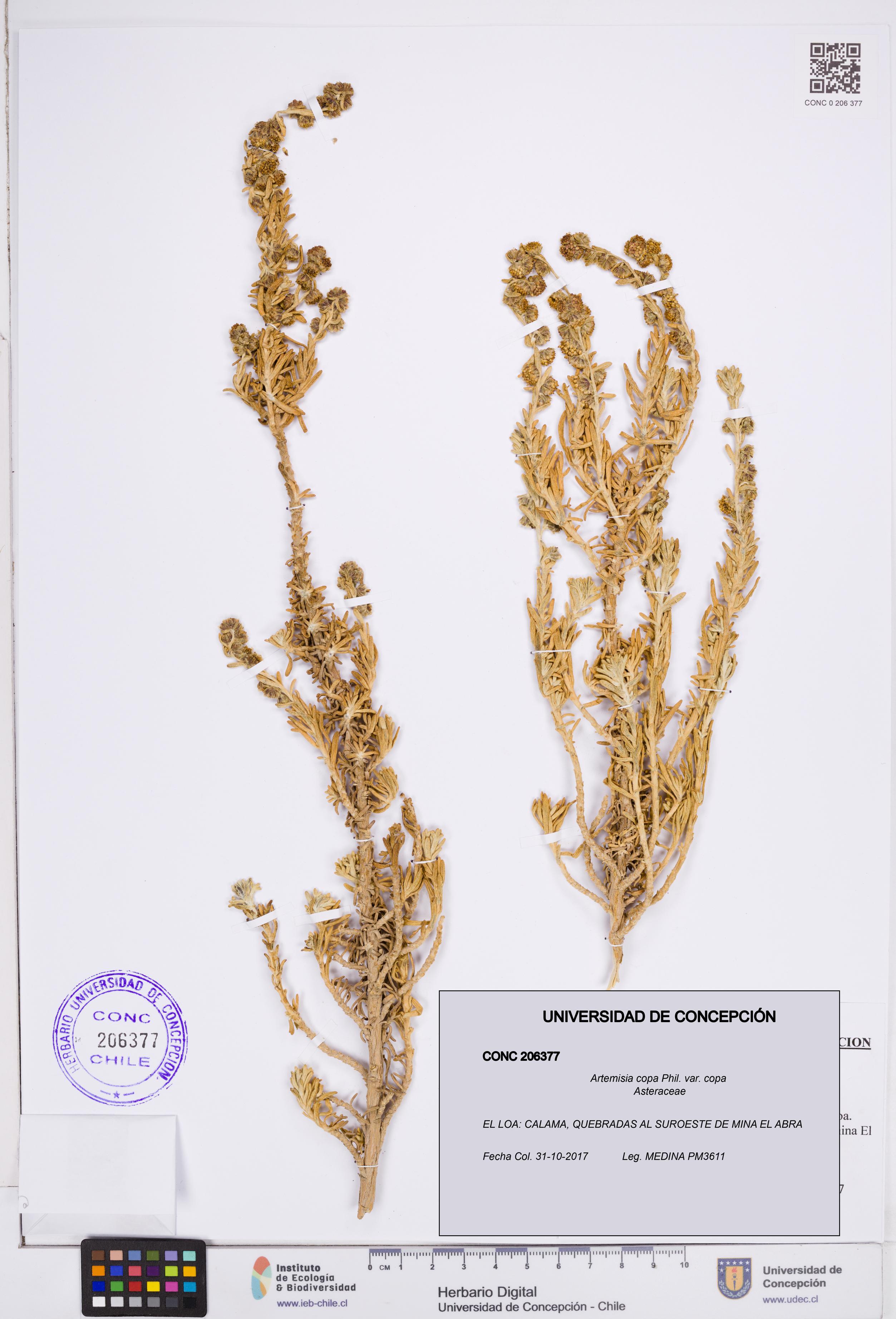 Artemisia copa var. copa [Espécimen: ]